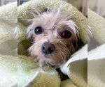 Small #1 Shih-Poo