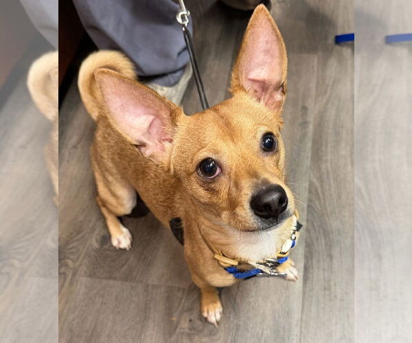 Medium Photo #1 Basenji-Chihuahua Mix Puppy For Sale in Mission Viejo, CA, USA