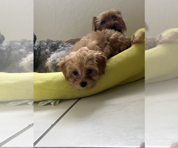Medium Photo #4 YorkiePoo Puppy For Sale in PORT SAINT LUCIE, FL, USA