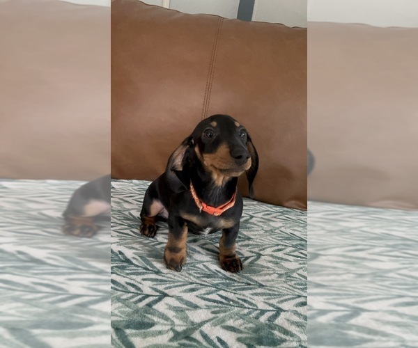 Medium Photo #3 Dachshund Puppy For Sale in GOTHA, FL, USA