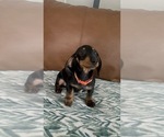 Small #2 Dachshund