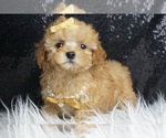 Puppy Bitty Poodle (Toy)