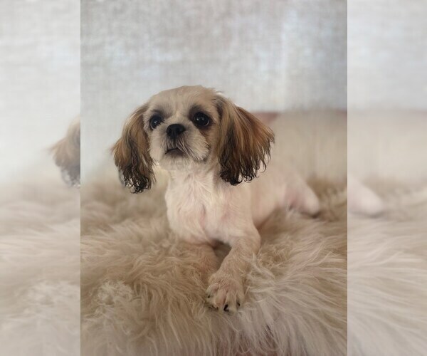 Medium Photo #1 Shih Tzu Puppy For Sale in STUART, FL, USA