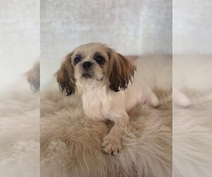 Shih Tzu Puppy for sale in STUART, FL, USA