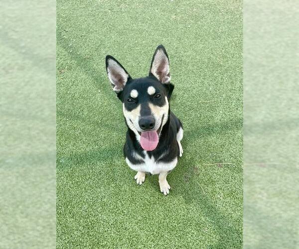 Medium Photo #2 Australian Kelpie-Unknown Mix Puppy For Sale in Pasadena, TX, USA