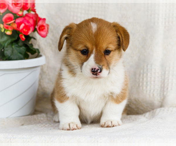 Medium Photo #14 Pembroke Welsh Corgi Puppy For Sale in WAKARUSA, IN, USA