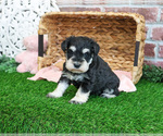 Small #2 Schnauzer (Miniature)