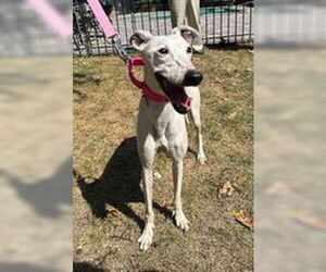 Greyhound Dogs for adoption in Cherry Hill, NJ, USA