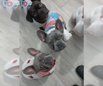 Small #9 French Bulldog