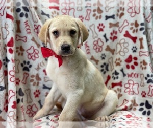 Labrador Retriever Puppy for sale in LAKELAND, FL, USA