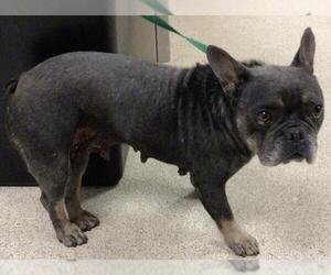 French Bulldog Dogs for adoption in Riverside, CA, USA