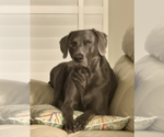 Small Photo #1 Weimaraner Puppy For Sale in FLEMING ISLAND, FL, USA
