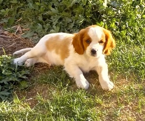 Beaglier Puppy for sale in SIMLA, CO, USA
