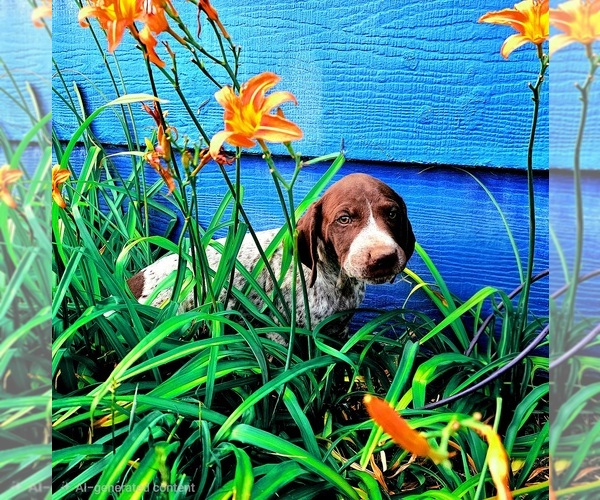 Medium Photo #1 German Shorthaired Pointer Puppy For Sale in EVANSVILLE, WY, USA