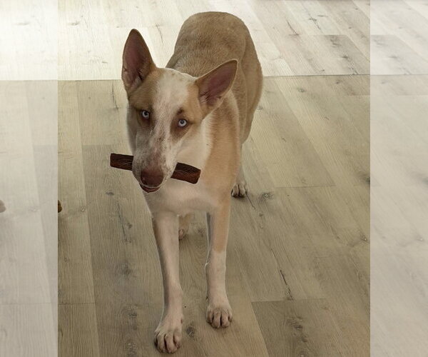 Medium Photo #1 Siberian Husky-Unknown Mix Puppy For Sale in Houston, TX, USA