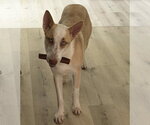 Small Siberian Husky Mix