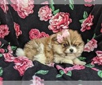 Small Photo #3 Pomeranian Puppy For Sale in PEACH BOTTOM, PA, USA