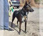 Small #19 Mutt