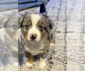 Miniature Australian Shepherd Puppy for sale in SAINT CLOUD, MN, USA
