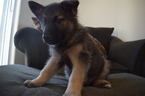 Puppy 3 German Shepherd Dog-Norwegian Elkhound Mix