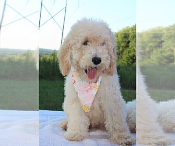 Medium Photo #32 Goldendoodle Puppy For Sale in TIMBERLAKE, NC, USA