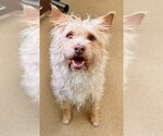 *COUSCOUS - Male Mutt Dog for Adoption - Small photo