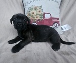 Small #4 French Bulldog-Shih Tzu Mix