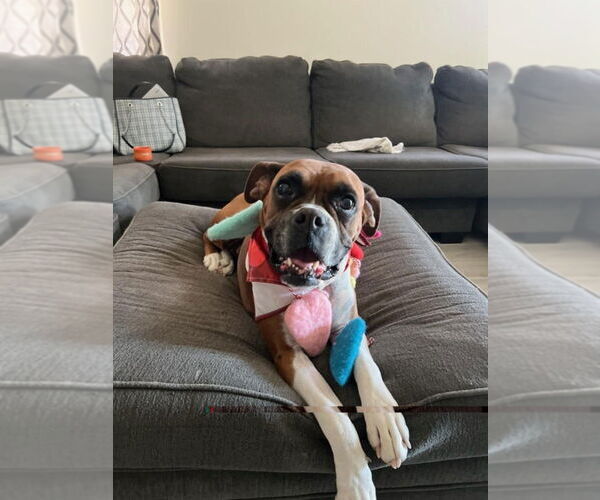 Medium Photo #8 Boxer Puppy For Sale in Vail, AZ, USA