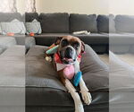 Small #7 Boxer