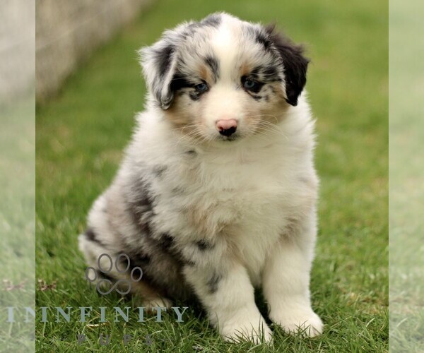 Medium Photo #3 Australian Shepherd Puppy For Sale in LANCASTER, PA, USA