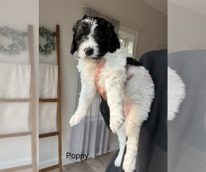Bernedoodle Puppy for sale in S BERWICK, ME, USA