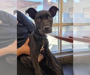 Mutt Dogs for adoption in San Antonio, TX, USA