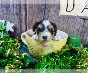 Yorkshire Terrier Puppy for sale in CASSVILLE, MO, USA