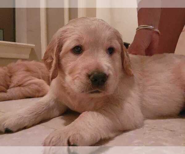 Medium Photo #9 Golden Retriever Puppy For Sale in KINGWOOD, TX, USA