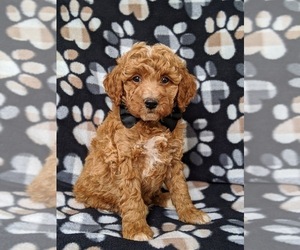 Goldendoodle Puppy for sale in NOTTINGHAM, PA, USA