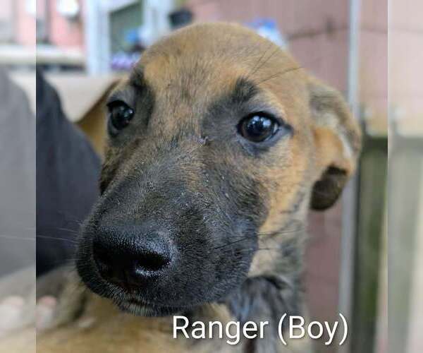 Medium Photo #1 Retriever -Unknown Mix Puppy For Sale in Aurora, IN, USA