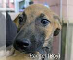 Small Retriever  Mix