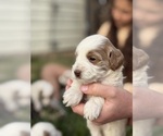 Puppy Puppy 3 Goldendoodle (Miniature)