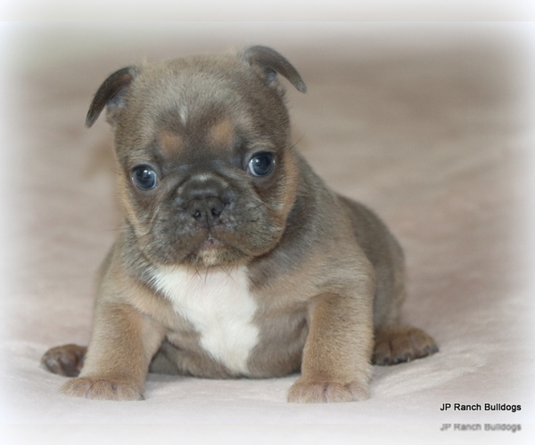 Medium Photo #2 French Bulldog Puppy For Sale in WINNSBORO, TX, USA