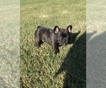 Small Photo #6 French Bulldog Puppy For Sale in PARAGOULD, AR, USA