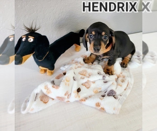 Medium Photo #18 Dachshund Puppy For Sale in THORNTON, CO, USA