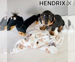 Small Photo #18 Dachshund Puppy For Sale in THORNTON, CO, USA