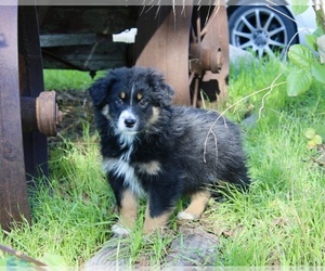 Medium Australian Shepherd