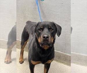 Rottweiler-Unknown Mix Dogs for adoption in Las Vegas, NV, USA