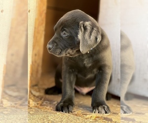 Labrador Retriever Puppy for sale in SALEM, NY, USA