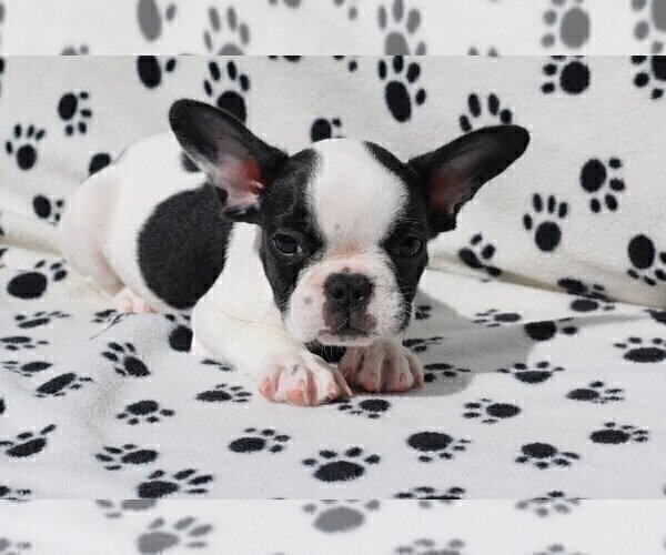 Medium Photo #3 French Bulldog Puppy For Sale in GOLDEN, CO, USA