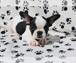 Small Photo #3 French Bulldog Puppy For Sale in GOLDEN, CO, USA