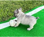 Small Photo #4 French Bulldog Puppy For Sale in PEACHLAND, NC, USA