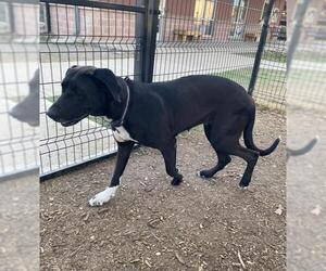 Great Dane Dogs for adoption in San Antonio, TX, USA