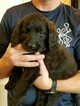 Small Photo #4 Labradoodle Puppy For Sale in REXBURG, ID, USA